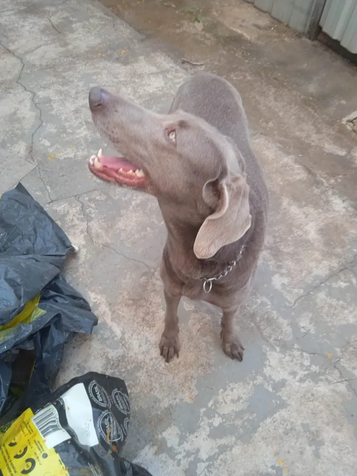 Cachorro ra a Weimaraner idade  nome Xaquira