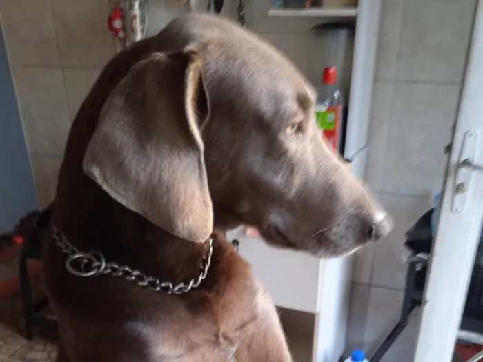 Cachorro ra a Weimaraner idade  nome Xaquira