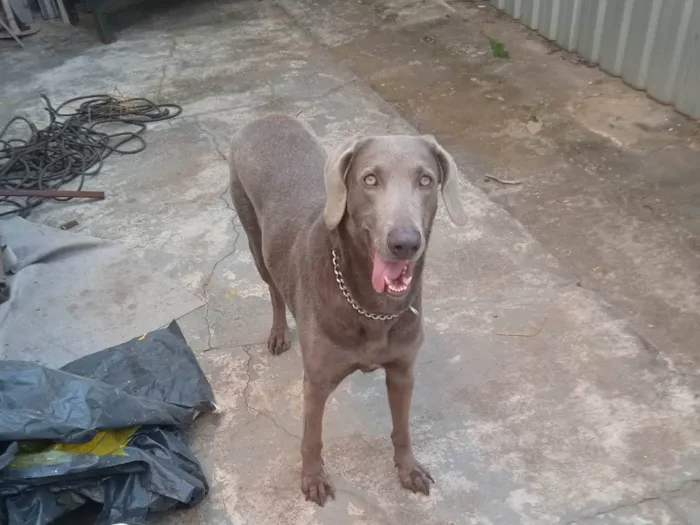 Cachorro ra a Weimaraner idade  nome Xaquira