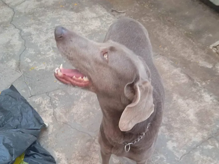 Cachorro ra a Weimaraner idade  nome Xaquira