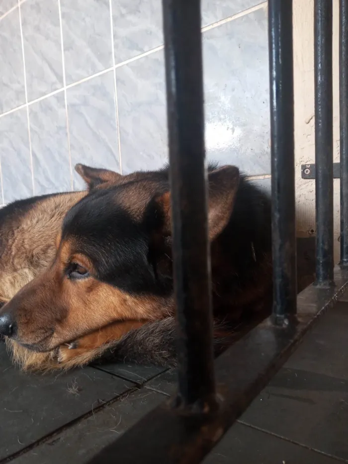 Cachorro ra a Pastor Alemão idade 2 anos nome Benny