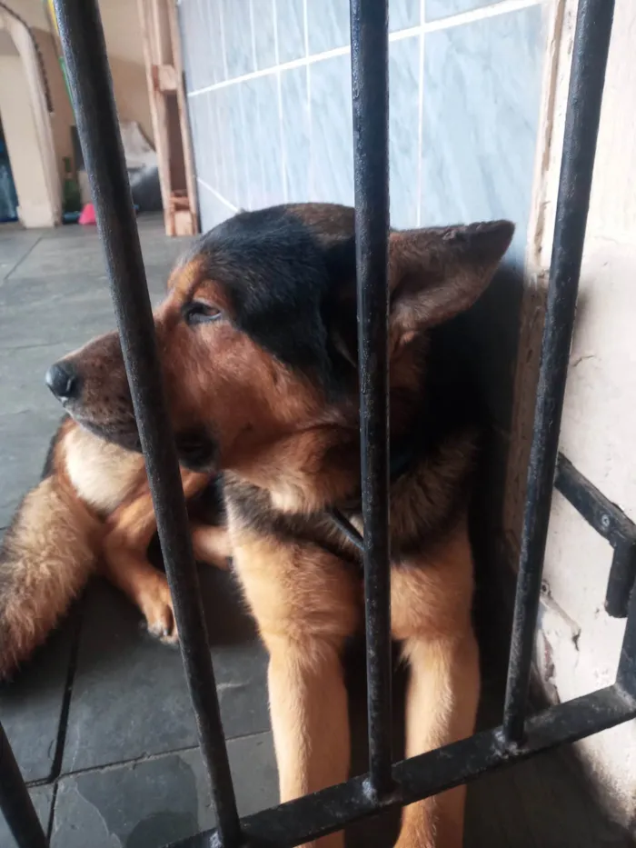 Cachorro ra a Pastor Alemão idade 2 anos nome Benny