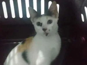 Gato raça SRD-ViraLata idade 2 a 6 meses nome Emily