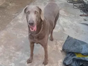 Cachorro raça Weimaraner idade  nome Xaquira