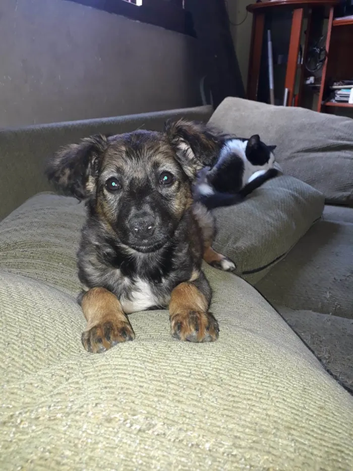 Cachorro ra a Srd idade 2 a 6 meses nome Peteca
