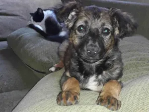 Cachorro raça Srd idade 2 a 6 meses nome Peteca