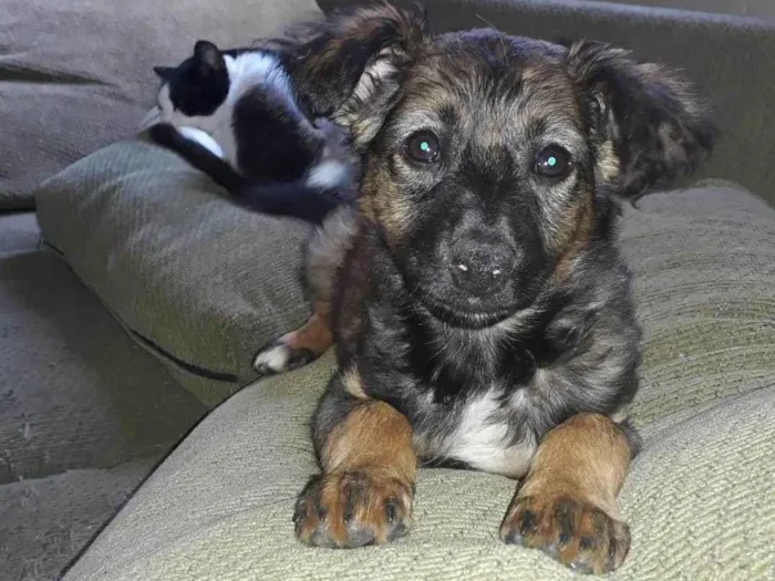 Cachorro ra a Srd idade 2 a 6 meses nome Peteca