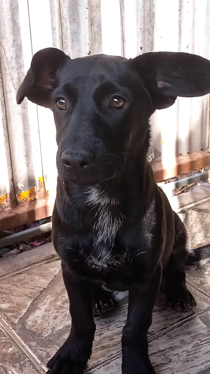 Cachorro ra a SRD-ViraLata idade 2 a 6 meses nome Dandora