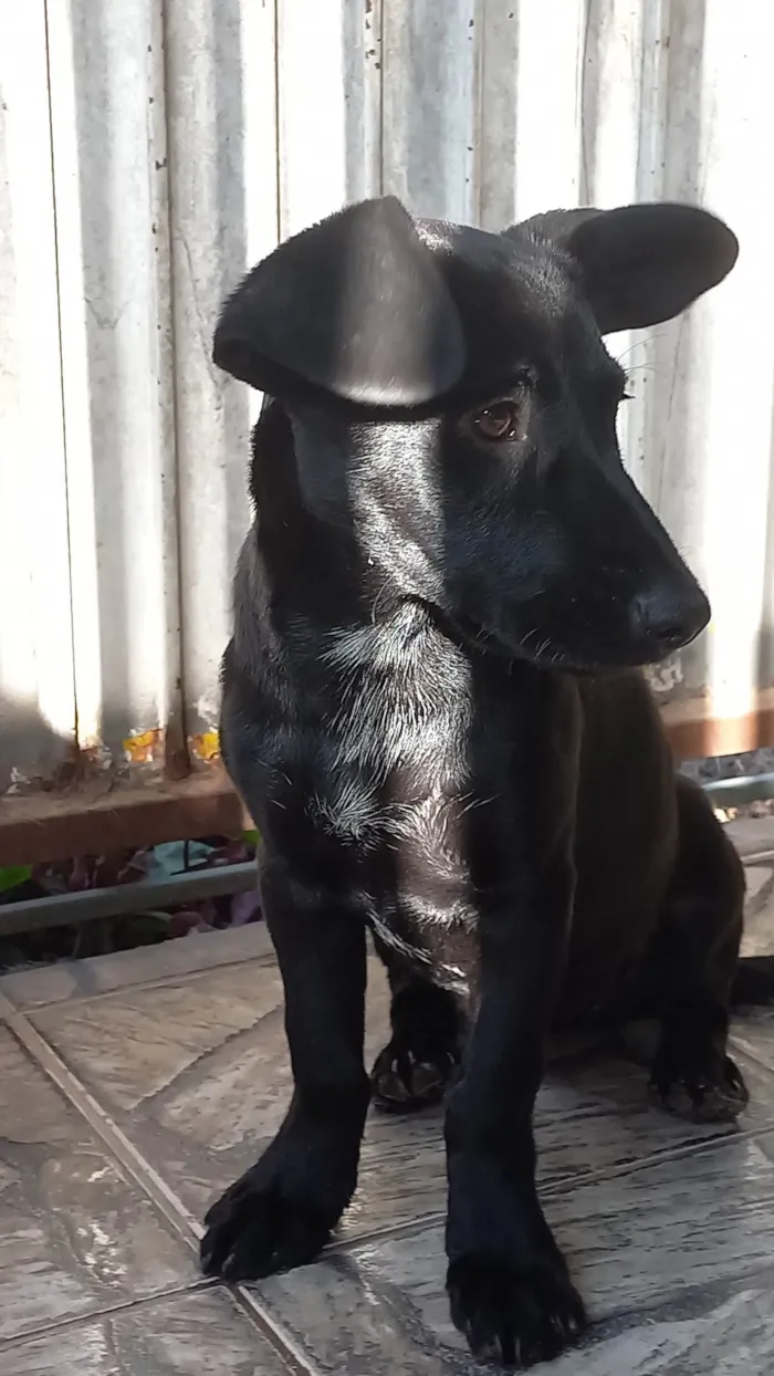 Cachorro ra a SRD-ViraLata idade 2 a 6 meses nome Dandora