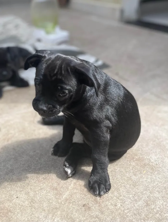 Cachorro ra a SRD-ViraLata idade 2 a 6 meses nome Sem nome