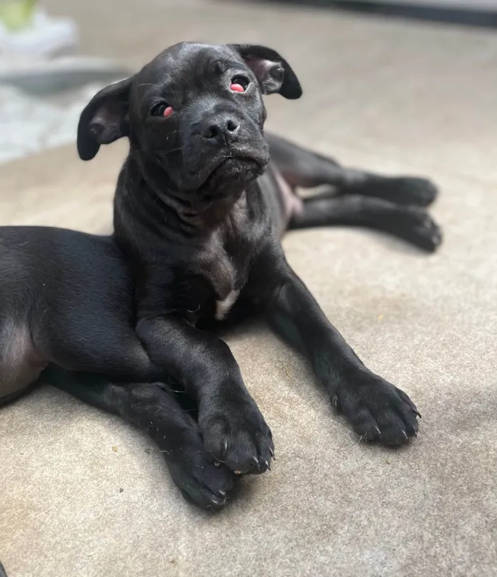 Cachorro ra a SRD-ViraLata idade 2 a 6 meses nome Sem nome