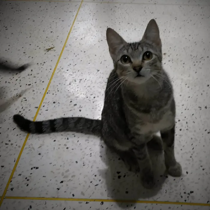 Gato ra a SRD-ViraLata idade 7 a 11 meses nome Tita