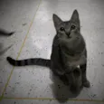 Tita