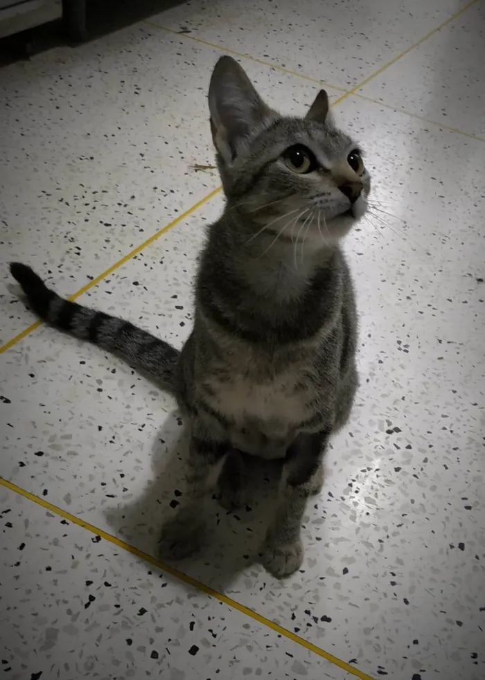 Gato ra a SRD-ViraLata idade 7 a 11 meses nome Tita