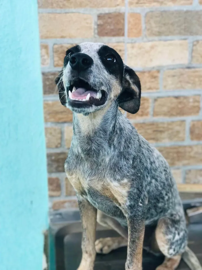 Cachorro ra a SRD-ViraLata idade 2 a 6 meses nome Domitila