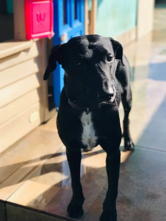 Cachorro ra a SRD-ViraLata idade  nome Gamora