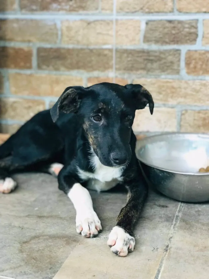 Cachorro ra a SRD-ViraLata idade 2 a 6 meses nome Cleo 