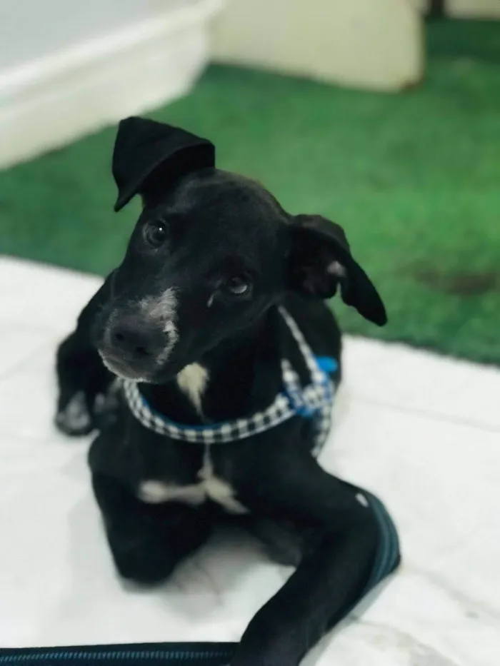 Cachorro ra a SRD-ViraLata idade 2 a 6 meses nome Pietra