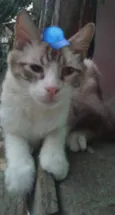 Neném 