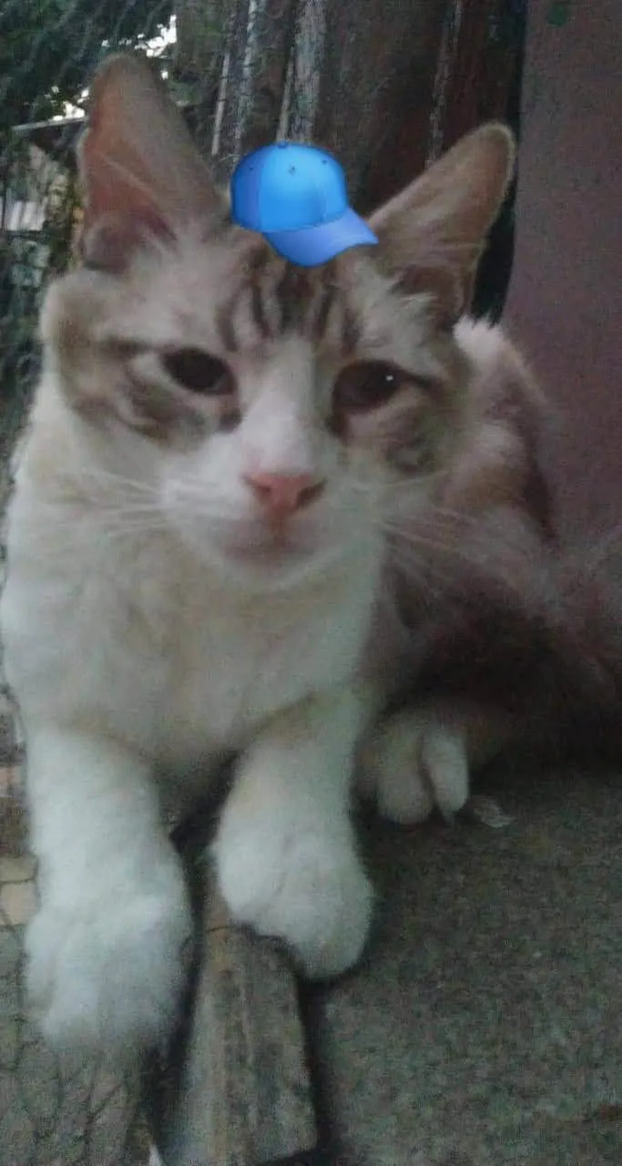Gato ra a SRD-ViraLata idade 2 a 6 meses nome Neném 