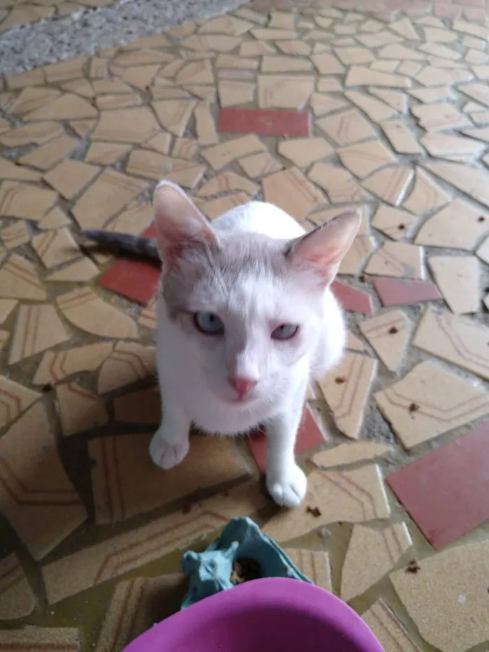 Gato ra a SRD-ViraLata idade 1 ano nome Branquinho