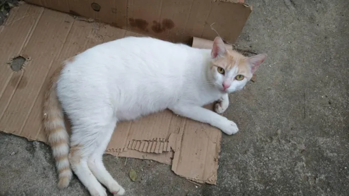 Gato ra a SRD-ViraLata idade 1 ano nome Aramis
