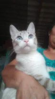 Laurinha