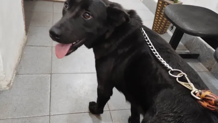 Cachorro ra a Labrador idade 1 ano nome Zorra