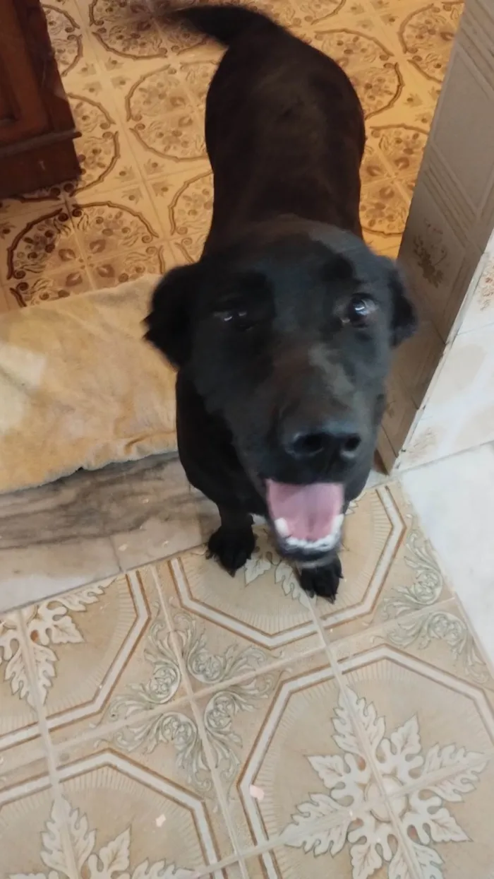 Cachorro ra a Labrador idade 1 ano nome Zorra