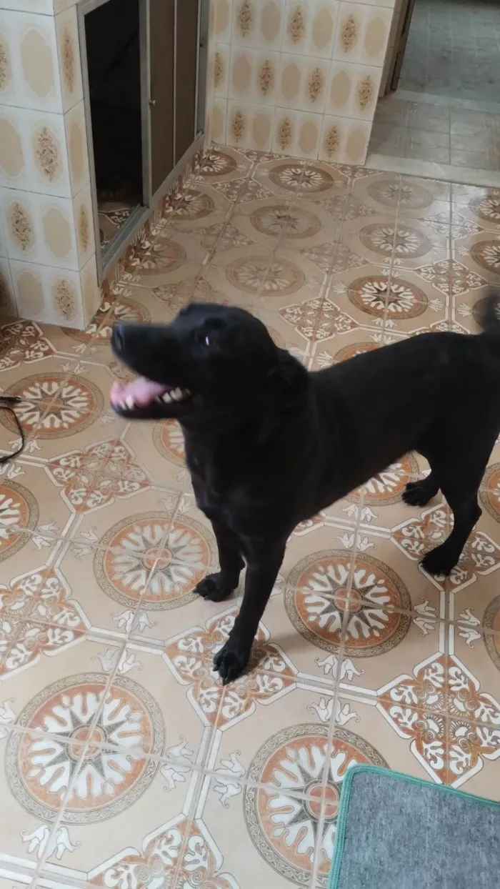 Cachorro ra a Labrador idade 1 ano nome Zorra