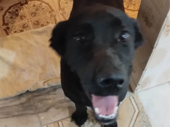 Cachorro ra a Labrador idade 1 ano nome Zorra