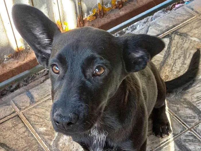 Cachorro ra a SRD-ViraLata idade 2 a 6 meses nome Dandora