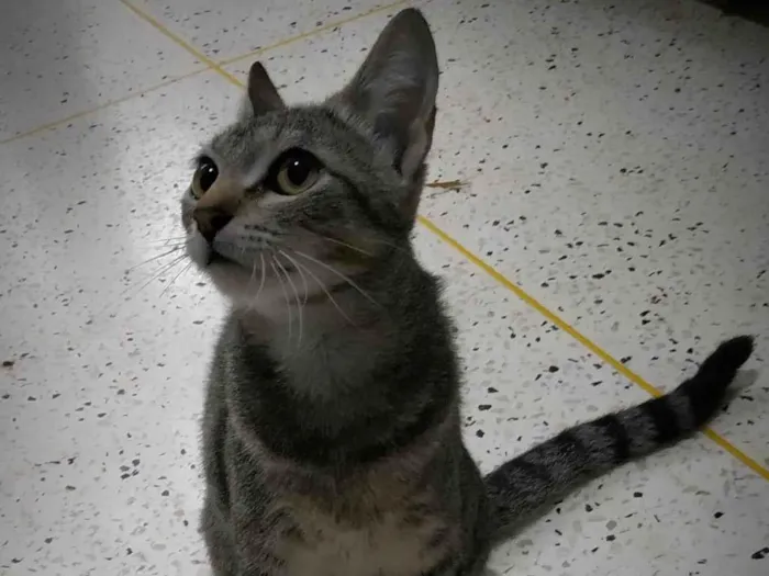 Gato ra a SRD-ViraLata idade 7 a 11 meses nome Tita