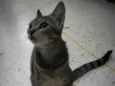 Tita