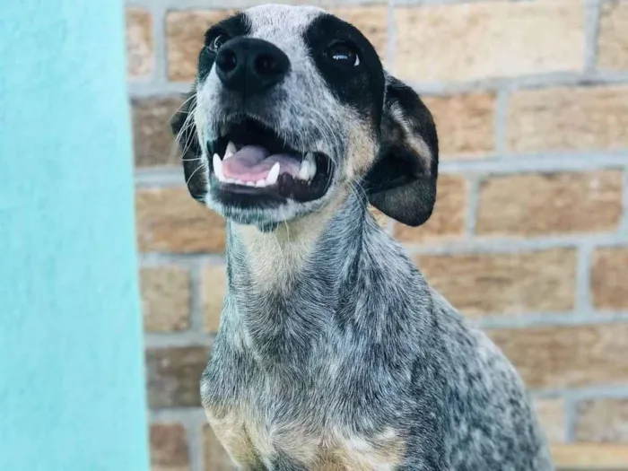 Cachorro ra a SRD-ViraLata idade 2 a 6 meses nome Domitila