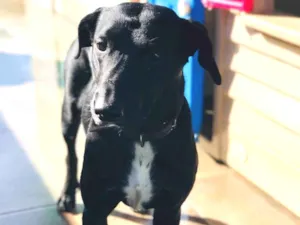 Cachorro raça SRD-ViraLata idade  nome Gamora