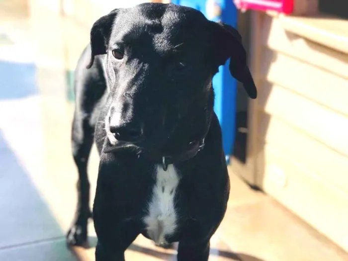 Cachorro ra a SRD-ViraLata idade  nome Gamora