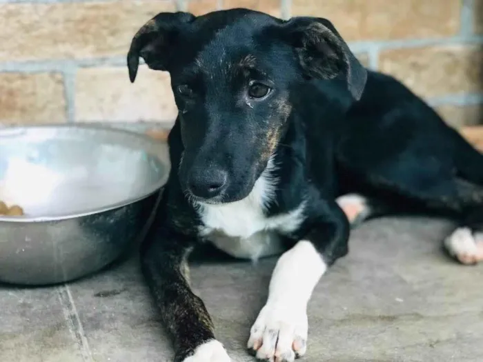 Cachorro ra a SRD-ViraLata idade 2 a 6 meses nome Cleo 