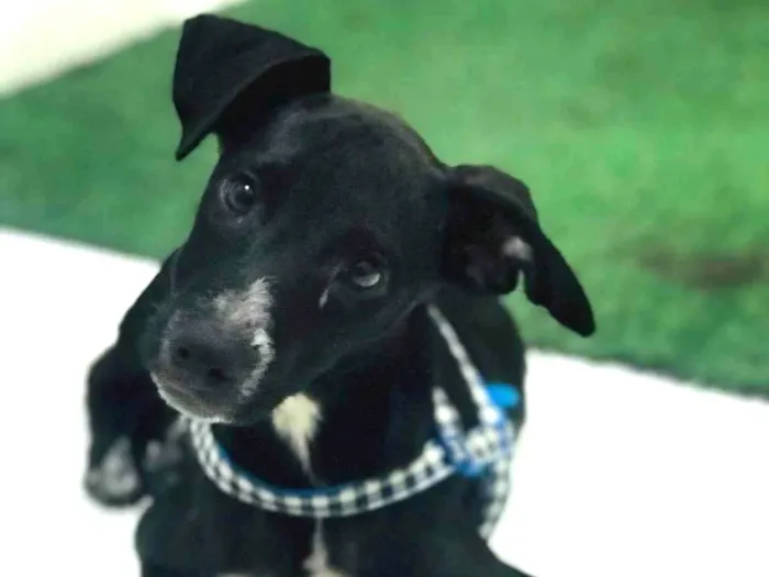 Cachorro ra a SRD-ViraLata idade 2 a 6 meses nome Pietra