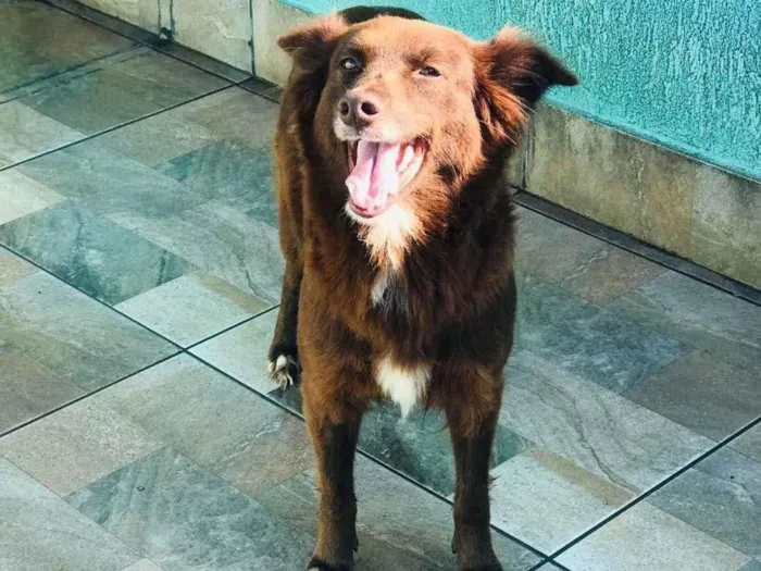 Cachorro ra a SRD-ViraLata idade 2 anos nome Diva