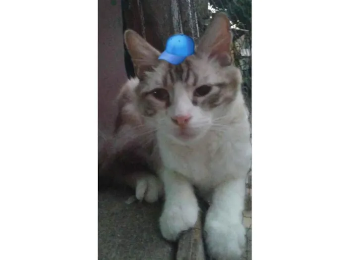 Gato ra a SRD-ViraLata idade 2 a 6 meses nome Neném 