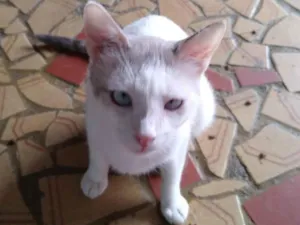 Gato raça SRD-ViraLata idade 1 ano nome Branquinho