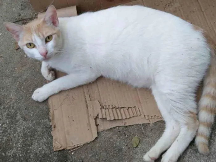 Gato ra a SRD-ViraLata idade 1 ano nome Aramis