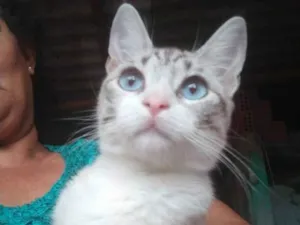 Gato raça SRD-ViraLata idade 2 a 6 meses nome Laurinha 