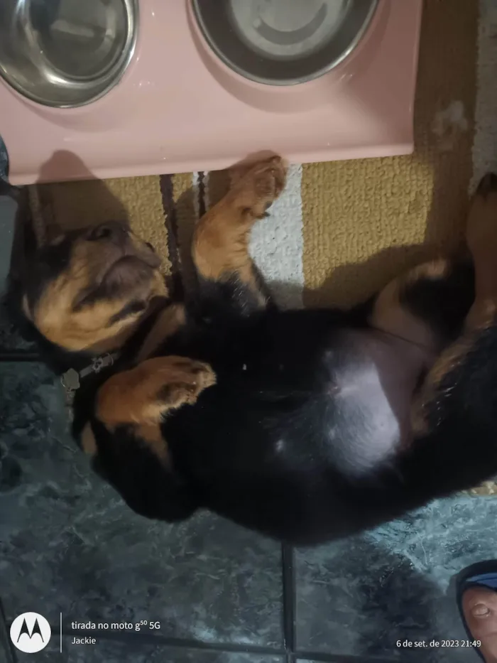 Cachorro ra a SRD idade 2 a 6 meses nome Amora