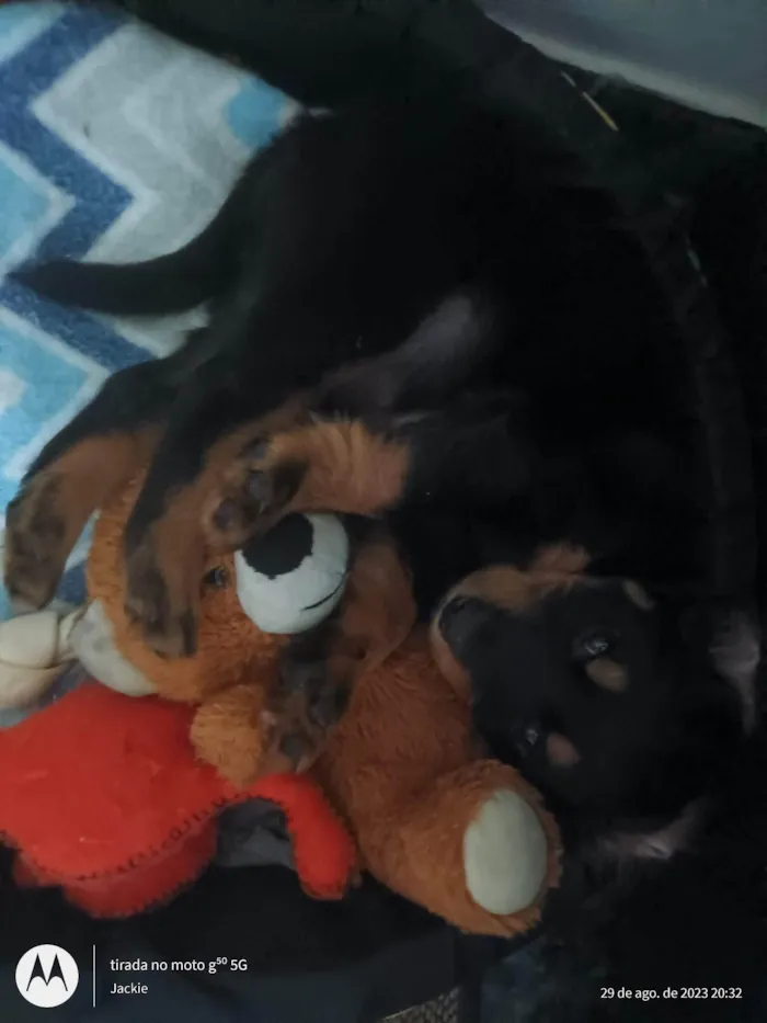 Cachorro ra a SRD idade 2 a 6 meses nome Amora