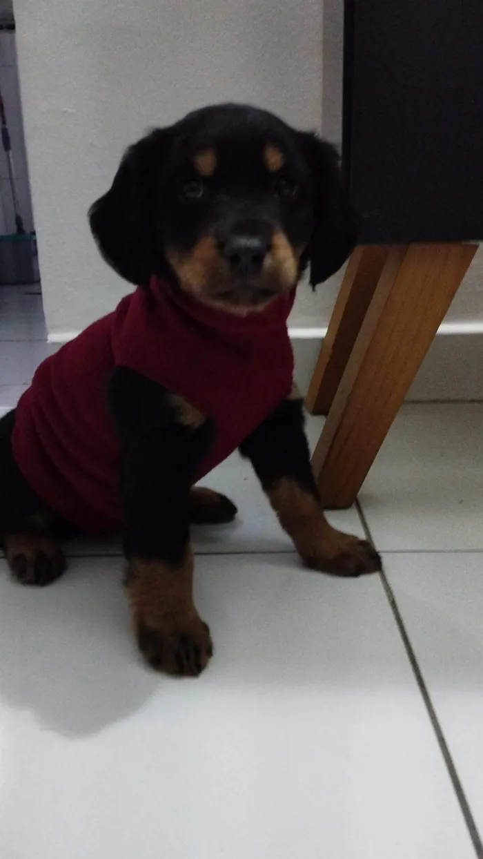 Cachorro ra a SRD idade 2 a 6 meses nome Amora