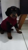 Amora