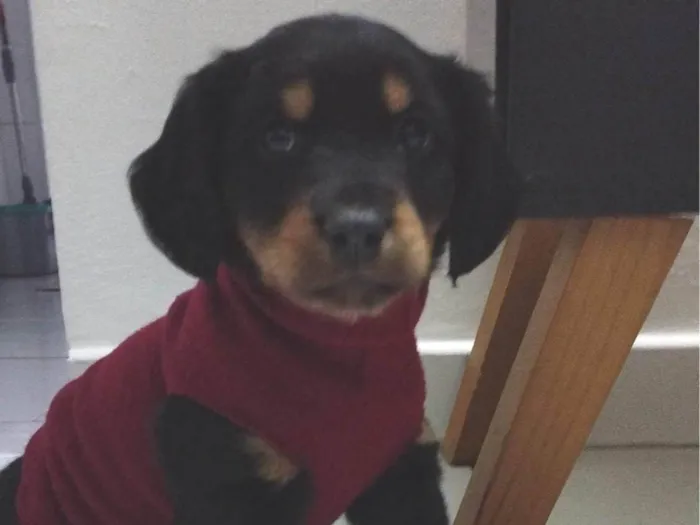 Cachorro ra a SRD idade 2 a 6 meses nome Amora