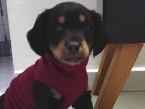 Cachorro raça SRD idade 2 a 6 meses nome Amora